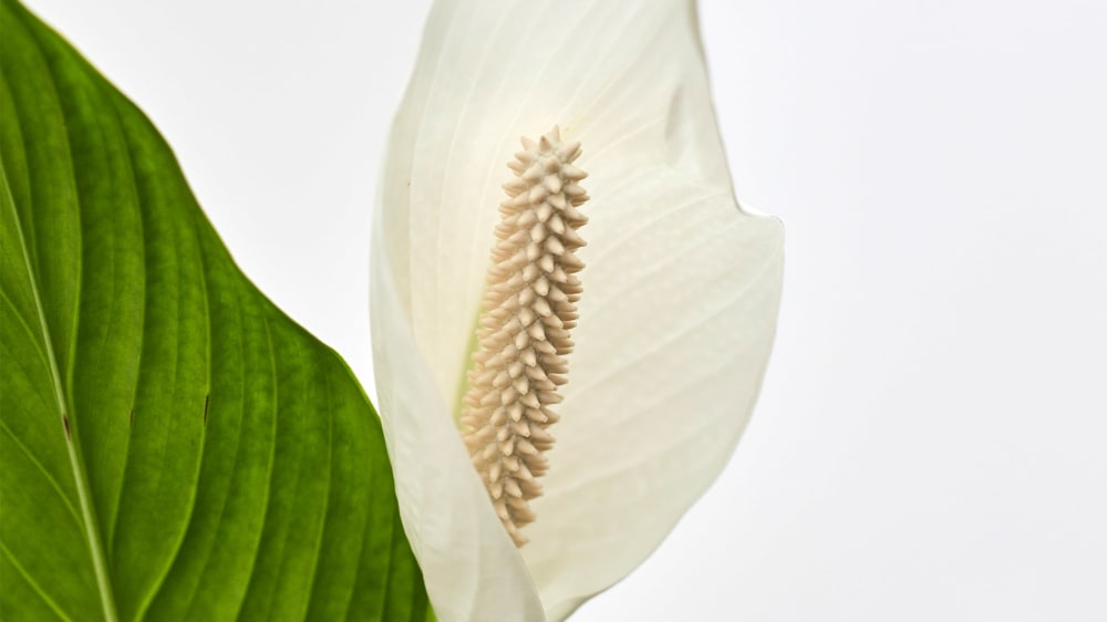 Complete guide to peace lily care Patch Plants